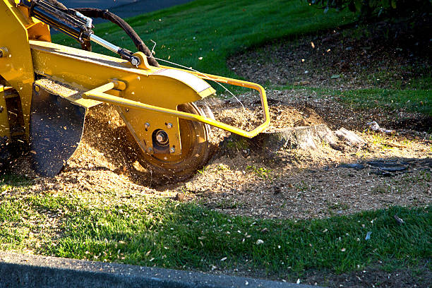 Palm Tree Trimming in Wolf Lake, MI